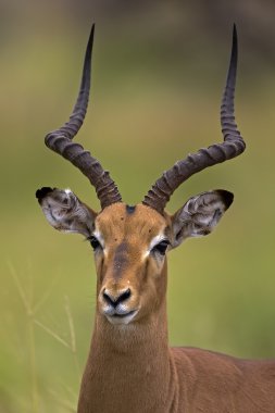 Impala portre