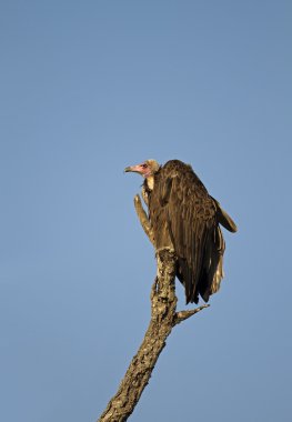 White-headed vulture clipart