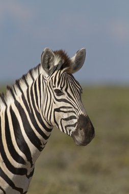 Burchell zebra portresi