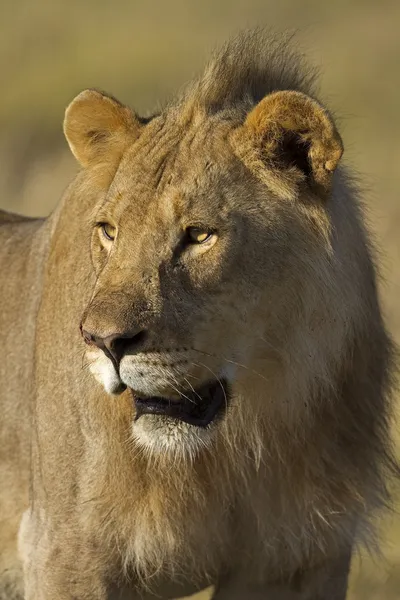 Portré, fiatal hím oroszlán — Stock Fotó