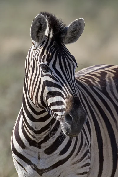 Zebra burchells — Foto Stock