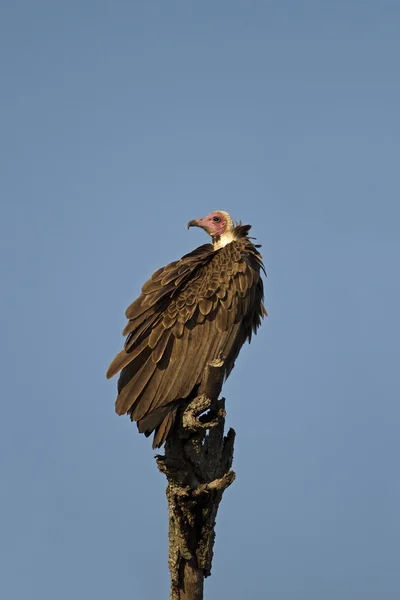 White-headed vulture — Stock Photo, Image