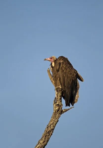 White-headed vulture — Stock Photo, Image