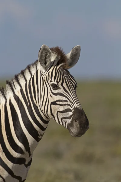 Burchells zebra portréja — Stock Fotó