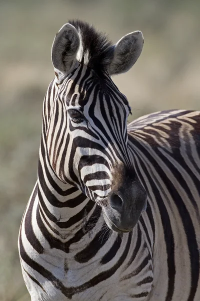Zebra burchells Fotografia Stock