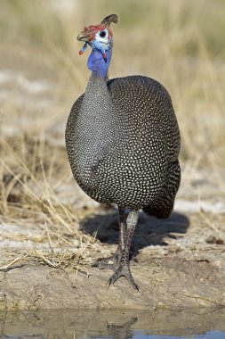 Guinea-fowl clipart