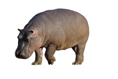 Hippopotamus clipart