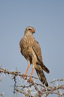 Juvenile Southern Pale Chanting Goshawk clipart