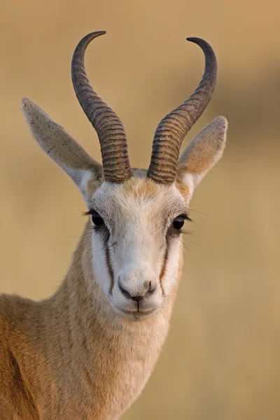 Retrato de Springbok —  Fotos de Stock