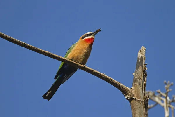 White-fronted Bee-eater — Stock Photo, Image