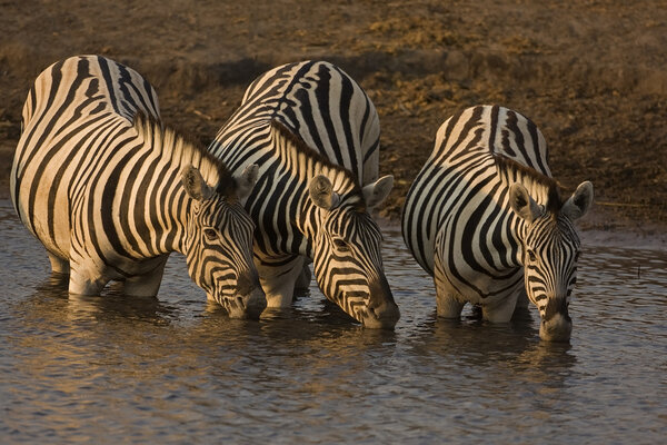 Three Burchells zebras at waterhole; Equus Burchelli