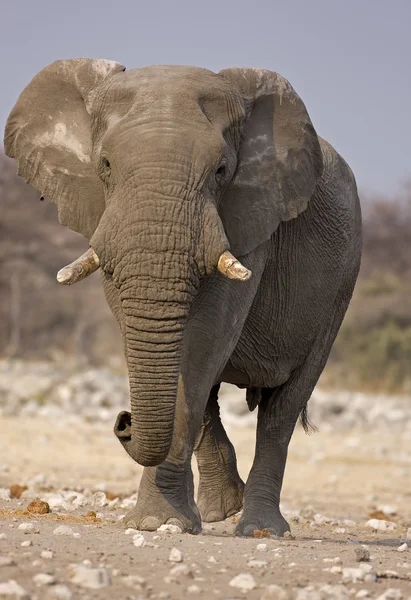 Sloní býk — Stock fotografie