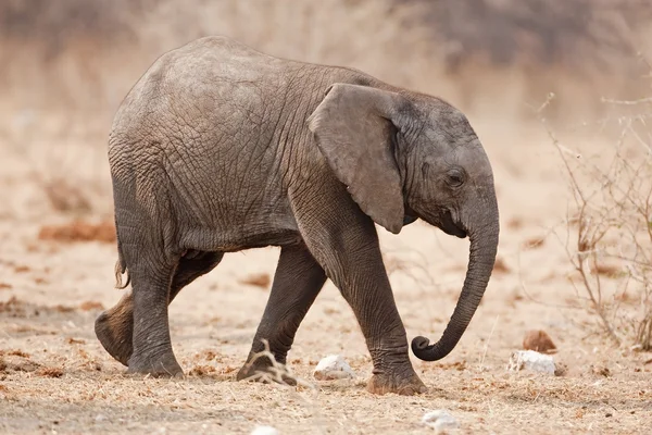Elefante neonato — Foto Stock