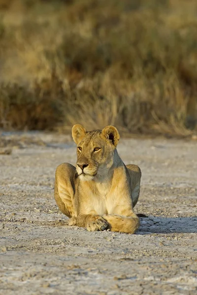 Leão fêmea — Fotografia de Stock
