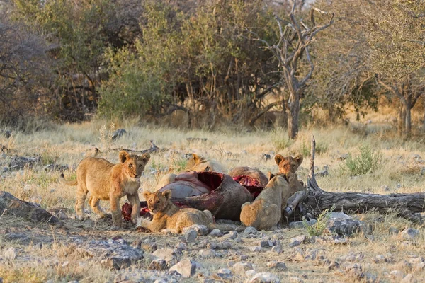Lion cubs — Stock Photo, Image