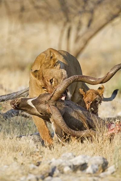 Lioness with Kudu carcass — Stock Photo, Image