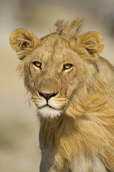 Giovane leone maschio — Foto Stock
