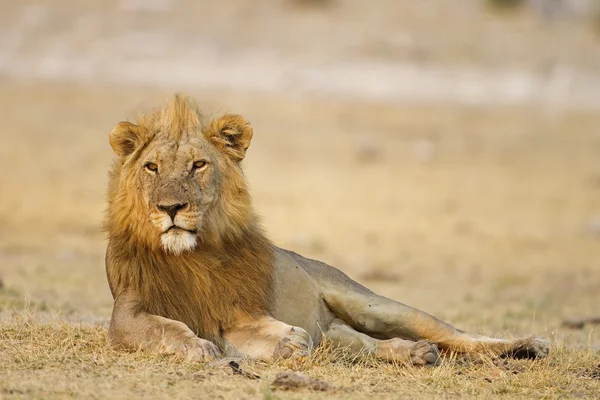 Αρσενικό λιοντάρι Εικόνα Αρχείου