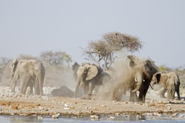 Elephants taking a dust bath clipart