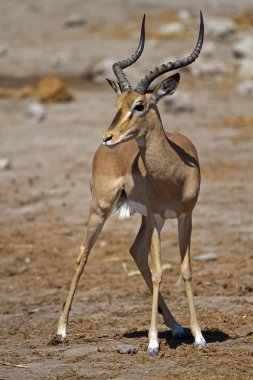 Black-faced impala clipart