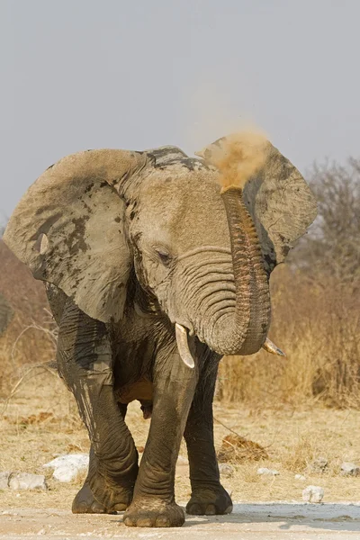 Elefante soprando poeira vermelha — Fotografia de Stock