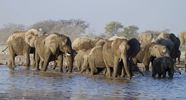 Група слони в waterhole — стокове фото