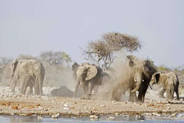 Слоны принимают пыльную ванну — стоковое фото