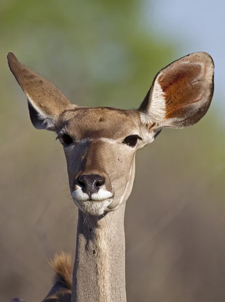 Maggiore femmina di Kudu — Foto Stock