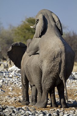 Elephants mating clipart