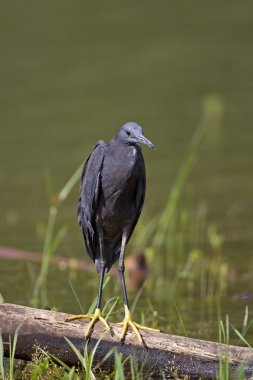 Black heron clipart