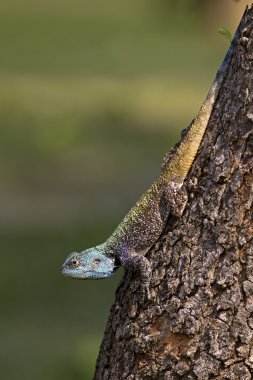 Blue Headed Lizard clipart