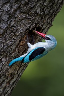 ormanlık kingfisher