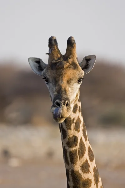 Kopf und Hals der Giraffe — Stockfoto