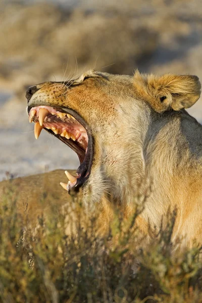 La leonessa mostra denti pericolosi — Foto Stock