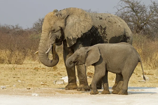 Elefant ko med baby — Stockfoto