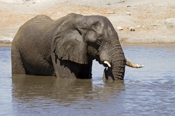 Слон, стоящий в водяной дыре — стоковое фото