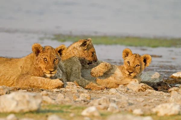 Three Lion cubs — Stock Photo, Image