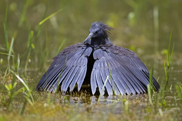 Garça preta (Egret ) — Fotografia de Stock