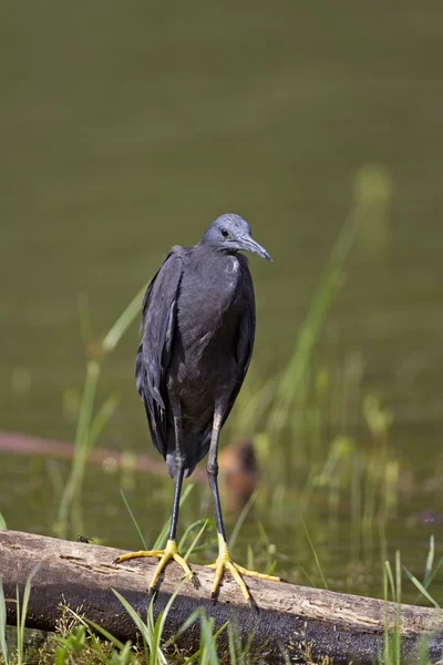 Black heron — Stock Photo, Image