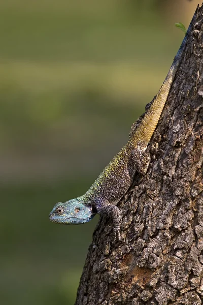 Blue Headed Lizard — Stock Photo, Image