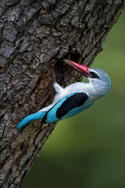 Kingfisher des bois — Photo