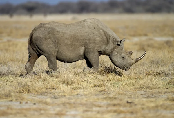 Svart rhinocerus — Stockfoto