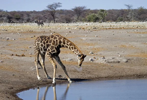 Girafe au point d'eau — Photo