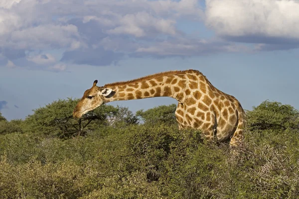 Giraffe weidet in dichtem Gebüsch — Stockfoto