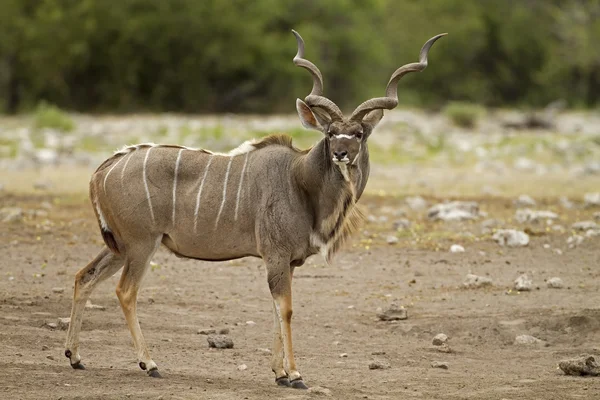 Kudu masculino Fotografias De Stock Royalty-Free