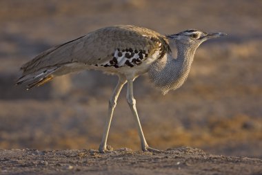 Kori bustard clipart