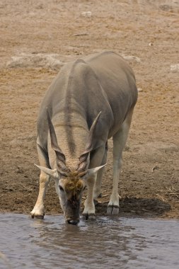 Eland boğa