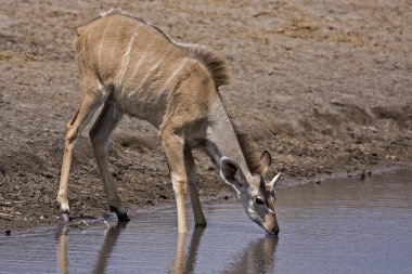 Genç Büyük kudu erkek