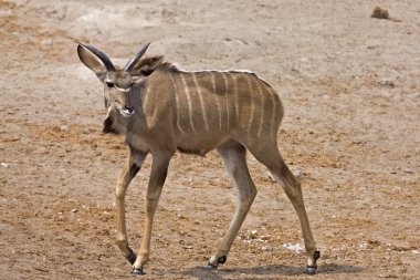 Genç Büyük kudu erkek