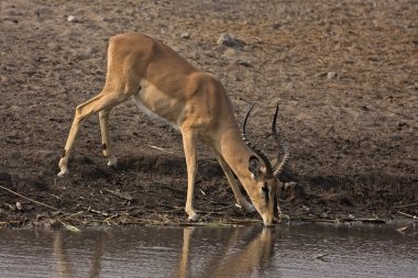 Kara yüzlü Impala